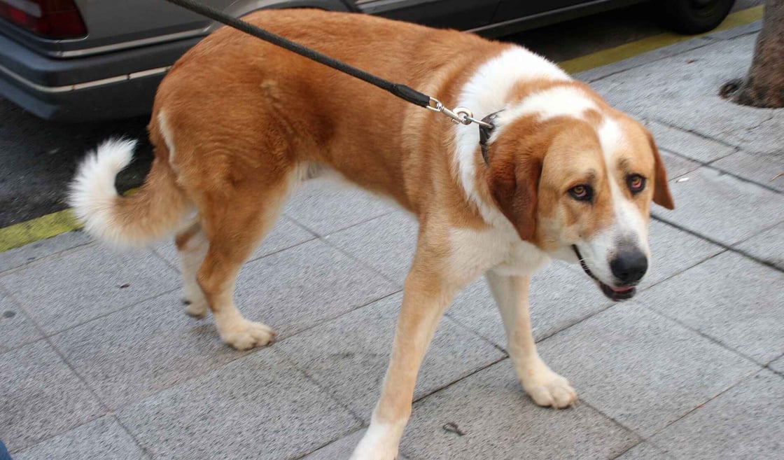 A brown and white dog on a leash.