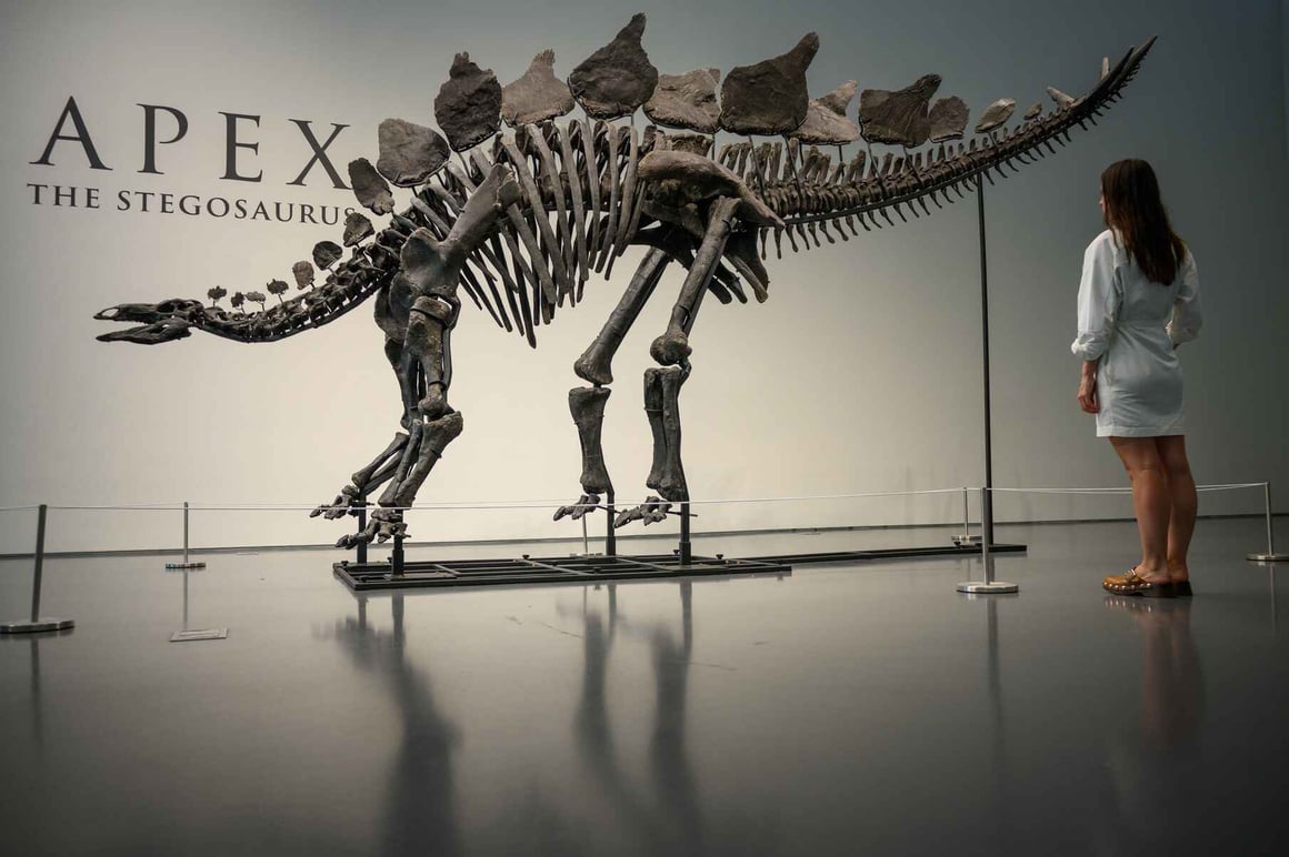 Stegosaurus fossil in an auction house