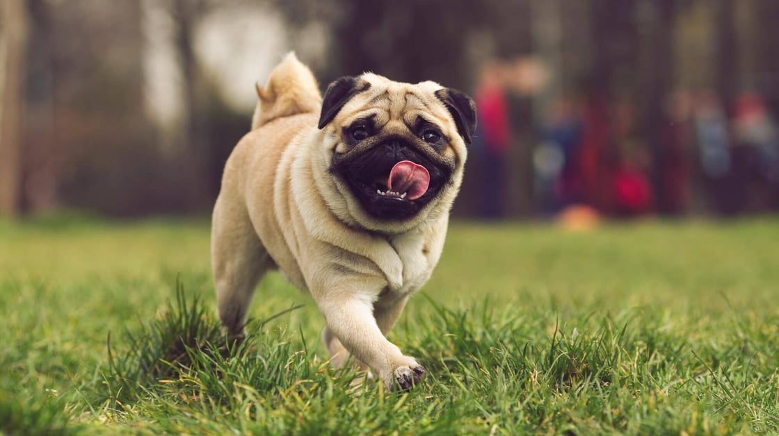 A pug running on the grass.