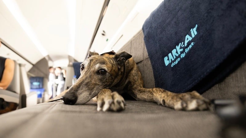 A dog rests aboard a Bark Air flight.