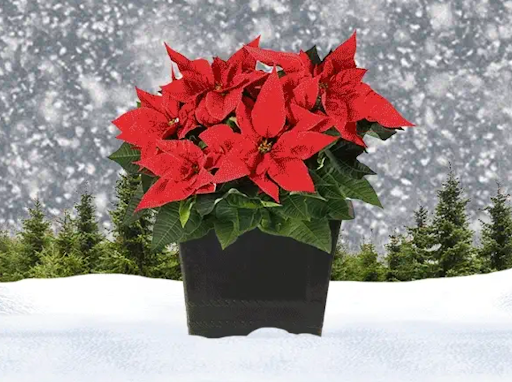 A red poinsettia plant with snow falling around it.