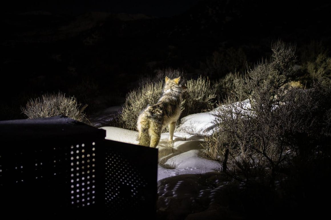 Solitary wolf in twilight or nighttime setting, gray and tan fur, standing leftward; dark background with hints of greenery and artificial light, suggesting nearby habitation.