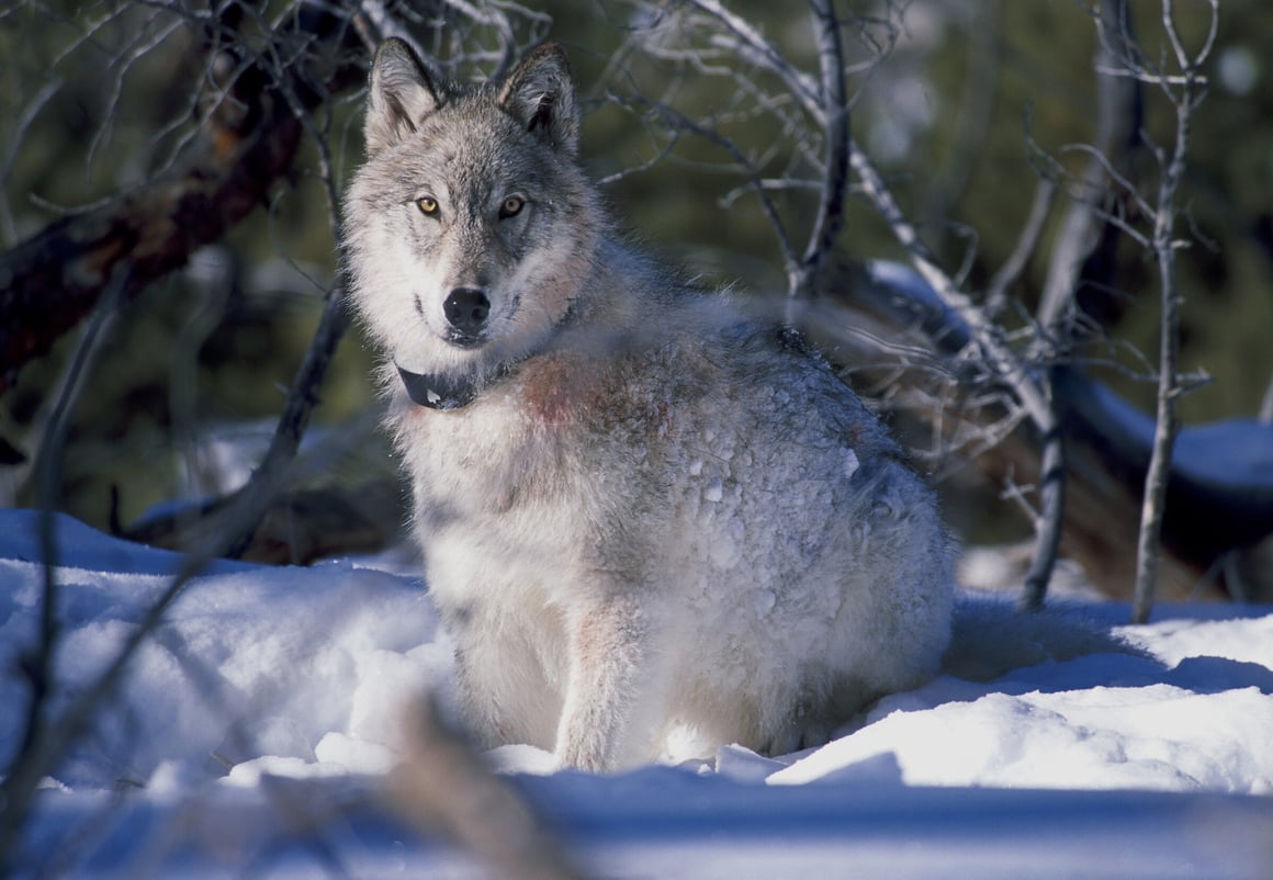 wolf sitting in a snowy environment