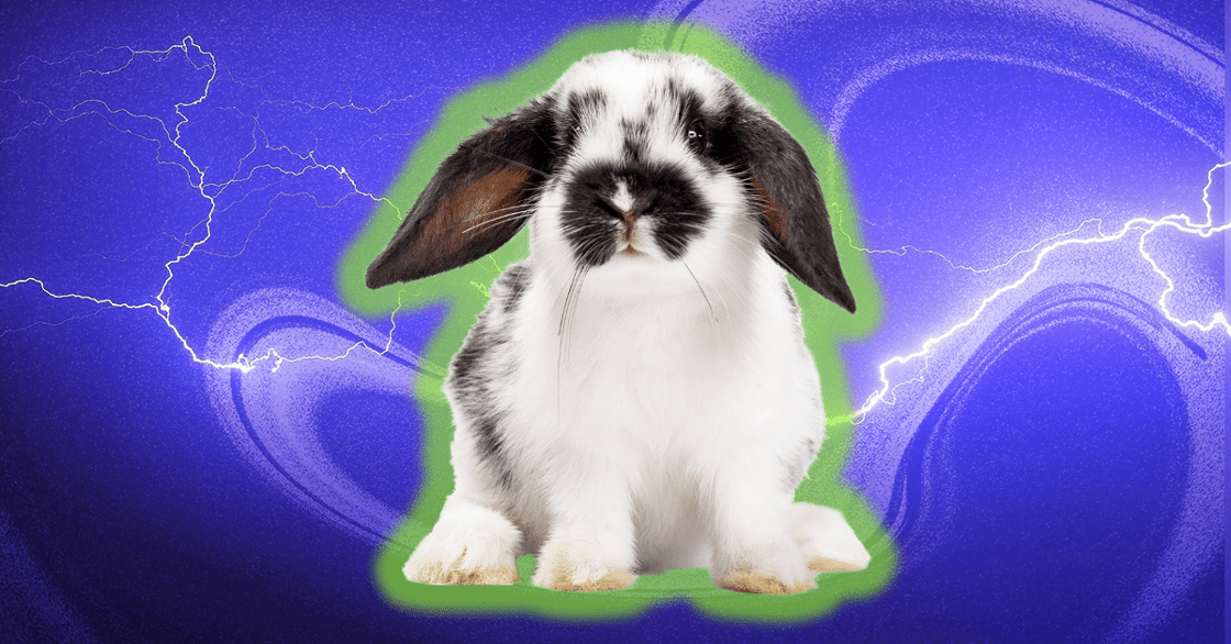 A black-and-white bunny with a green glow around it on a purple background.