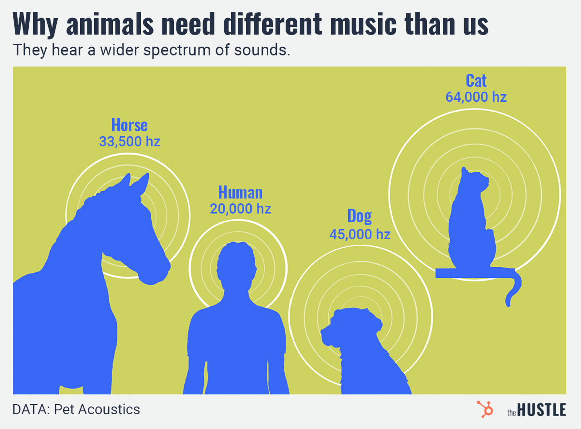 Infographic: Hearing range comparison—humans (45,000 Hz), horses (33,500 Hz), dogs (45,000 Hz), cats (64,000 Hz); source: Pet Acoustics.