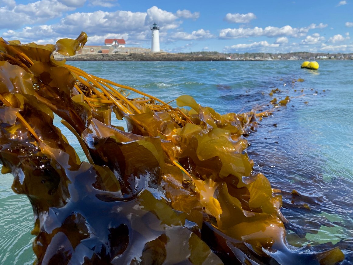 CCK sugar kelp grown in Gulf of Maine