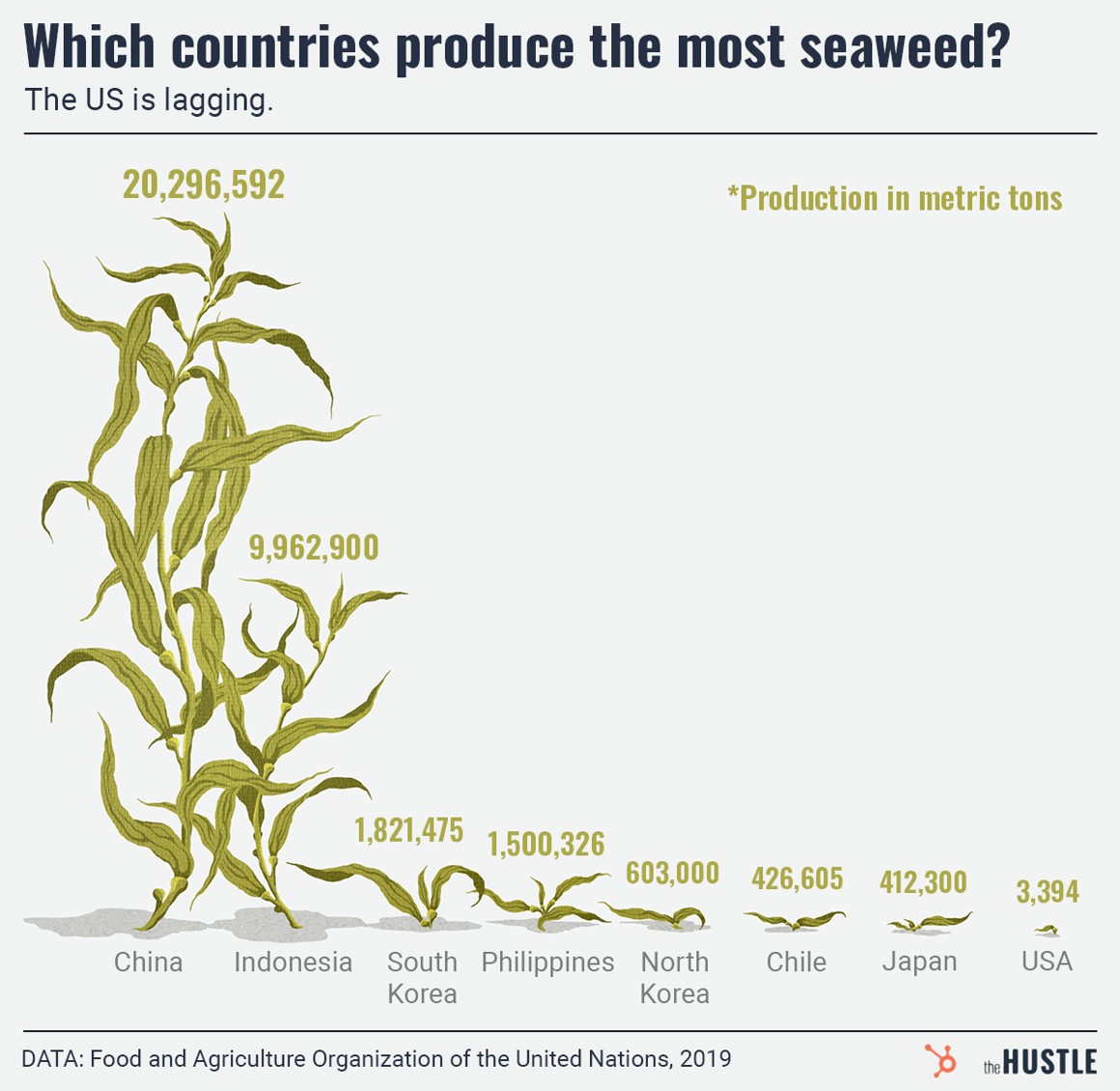 Seaweed1-v1