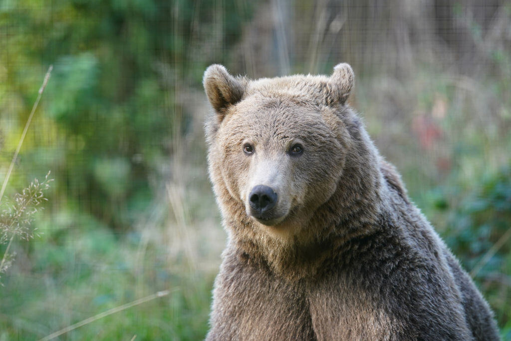 A brown bear.