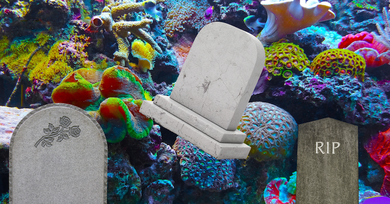 Three tombstones poke out of a coral reef. 